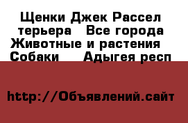 Щенки Джек Рассел терьера - Все города Животные и растения » Собаки   . Адыгея респ.